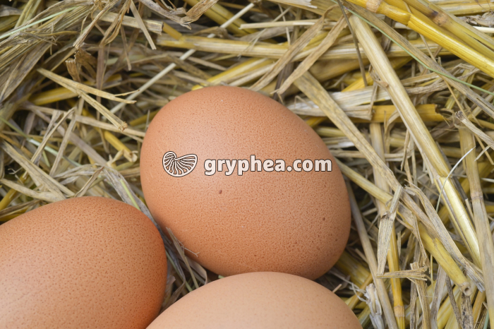 Oeufs de poule (détail) - gryphea.com